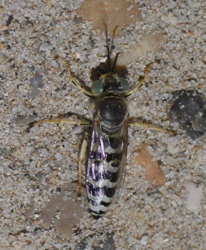 Réf. 236 635 : Bembix oculata